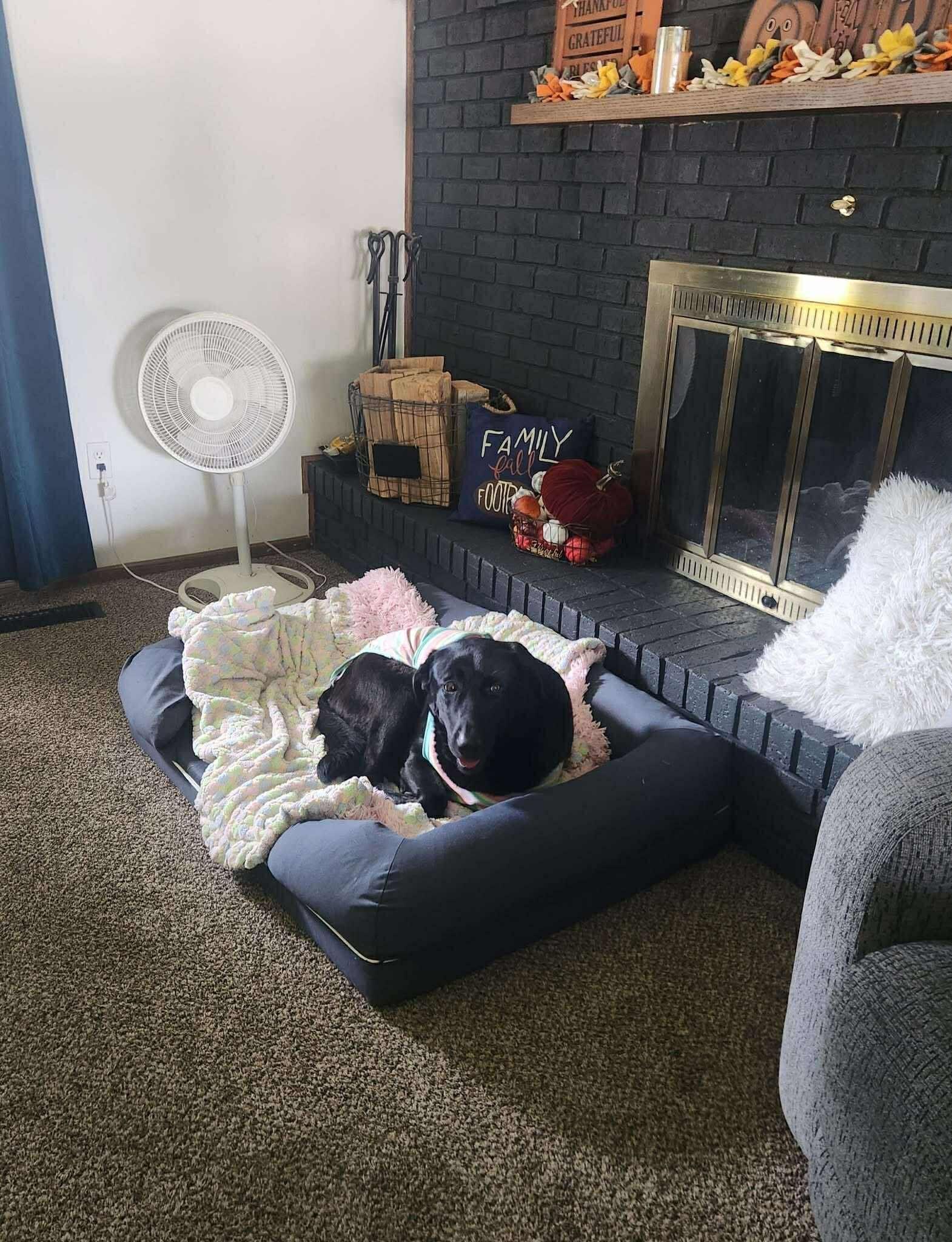 Bella, an adoptable Black Labrador Retriever in Grand Island, NE, 68801 | Photo Image 4