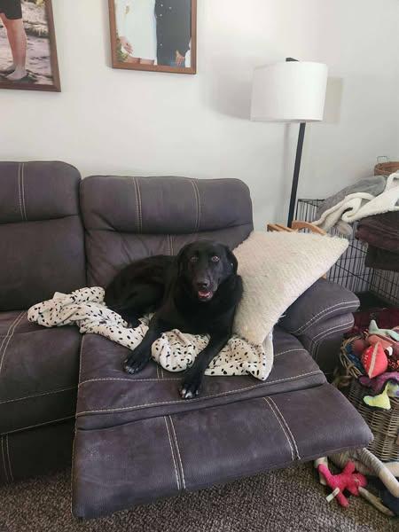 Bella, an adoptable Black Labrador Retriever in Grand Island, NE, 68801 | Photo Image 2