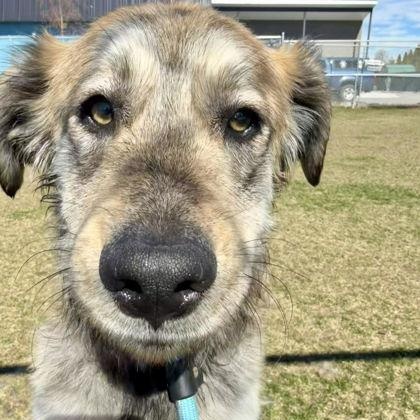 Enlarge Scruffy, a ADOPTABLE Mixed Breed in Hamilton, MT image 1/3