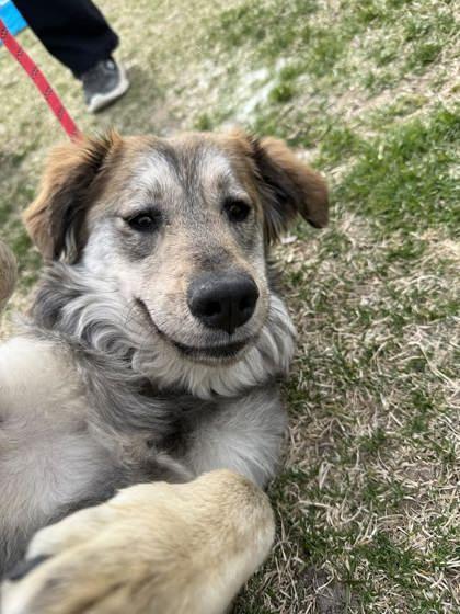 Enlarge Scruffy, a ADOPTABLE Mixed Breed in Hamilton, MT image 2/3