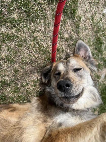 Enlarge Scruffy, a ADOPTABLE Mixed Breed in Hamilton, MT image 3/3