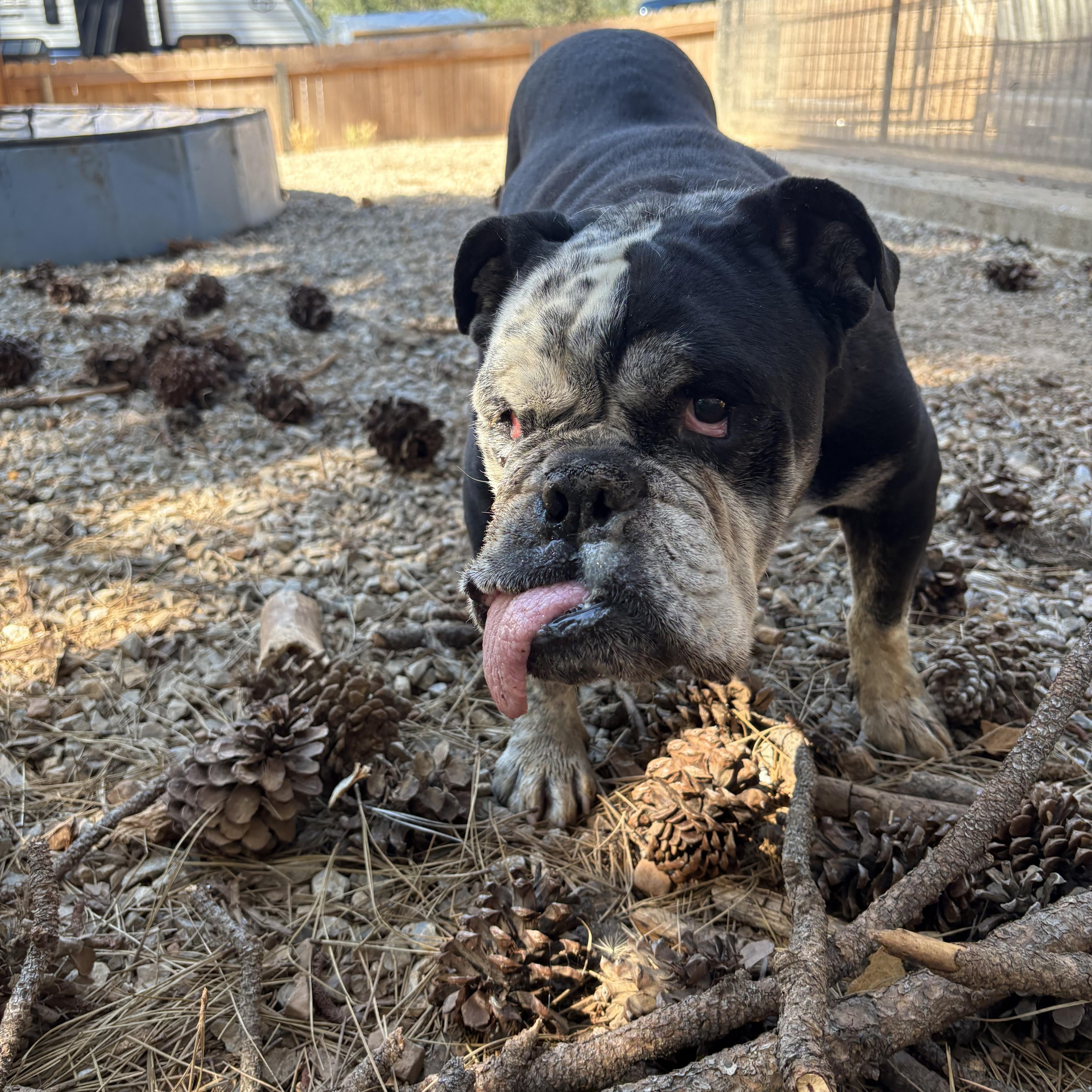 Nicky, a Adoptable English Bulldog in Oakland, CA image 2/5