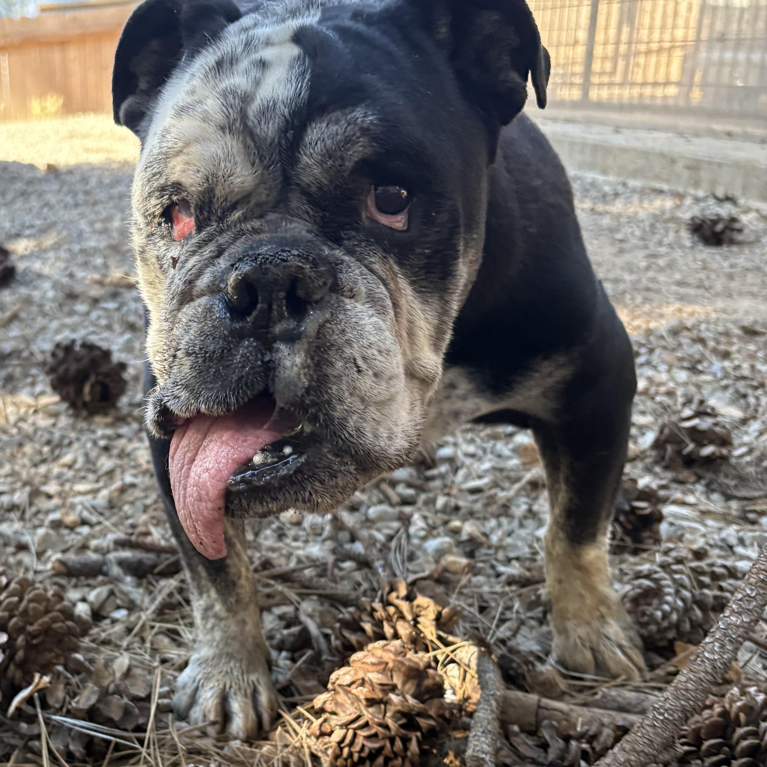 Nicky, a Adoptable English Bulldog in Oakland, CA image 3/5