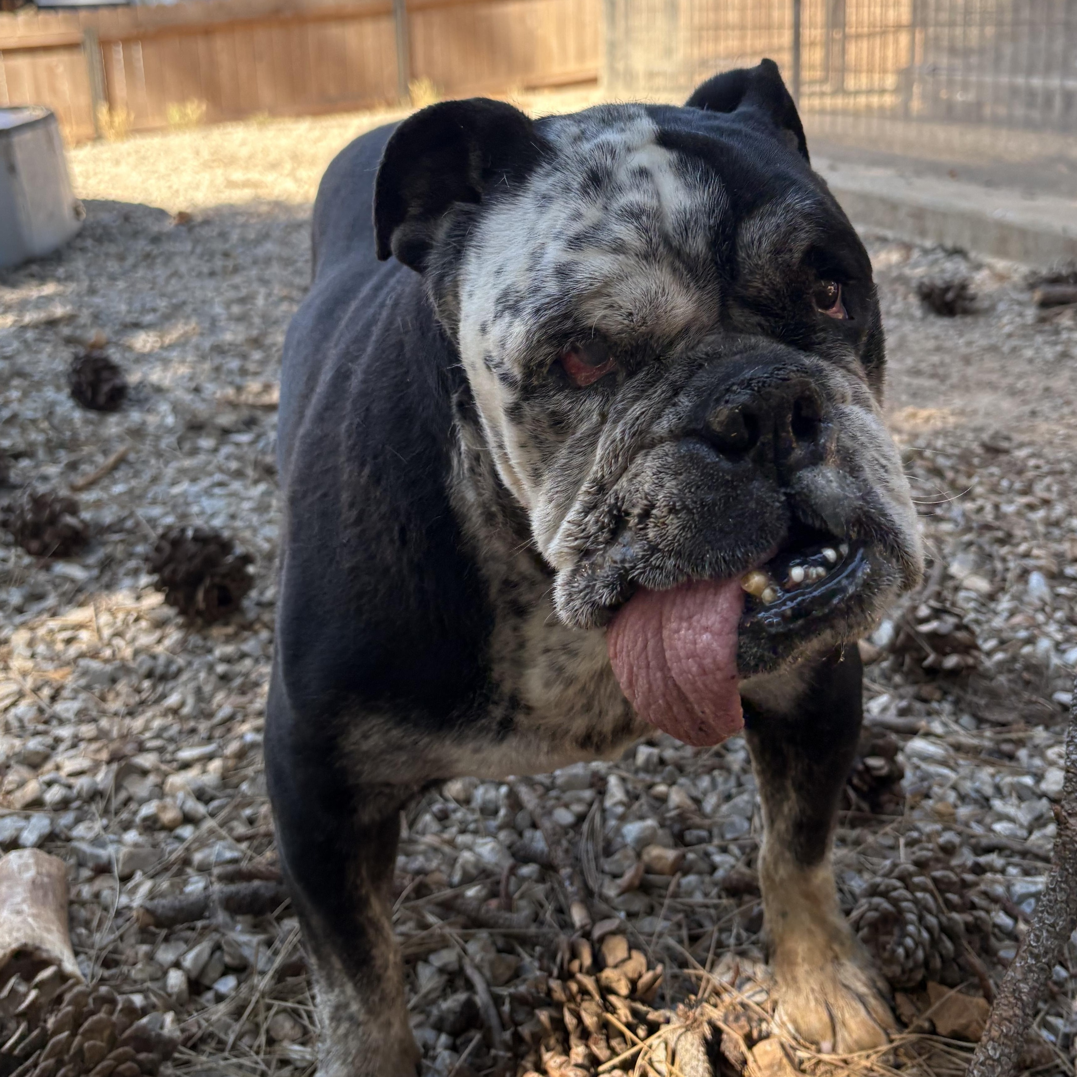 Nicky, Adoptable, Senior Male English Bulldog.