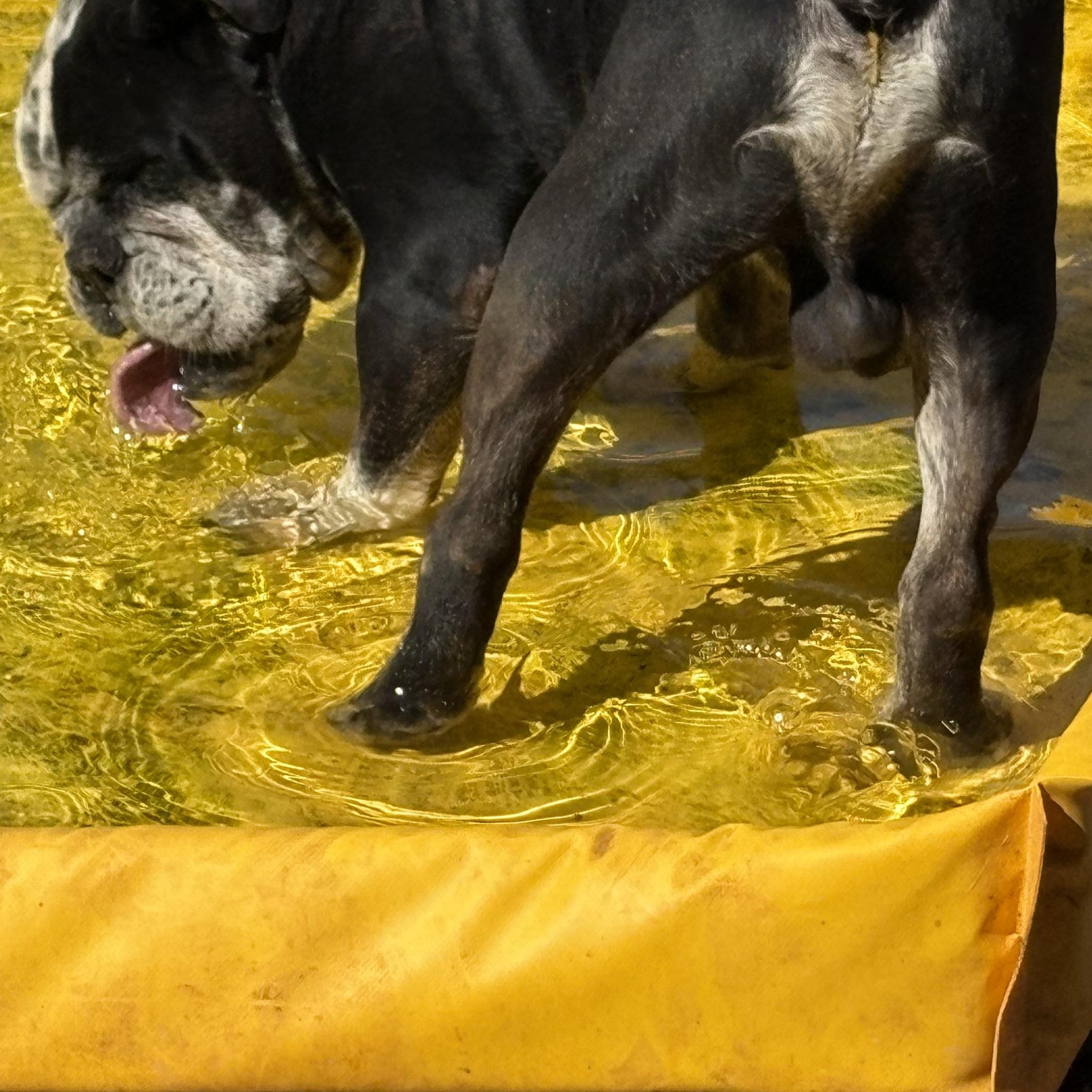 Nicky, a Adoptable English Bulldog in Oakland, CA image 4/5