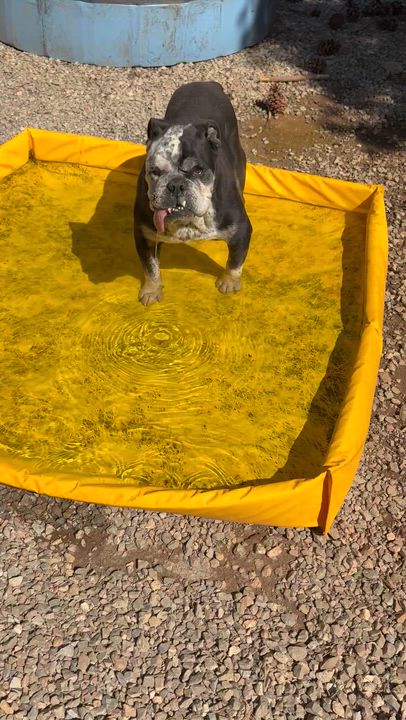 Enlarge Nicky, a Adoptable English Bulldog in Oakland, CA video 5/5