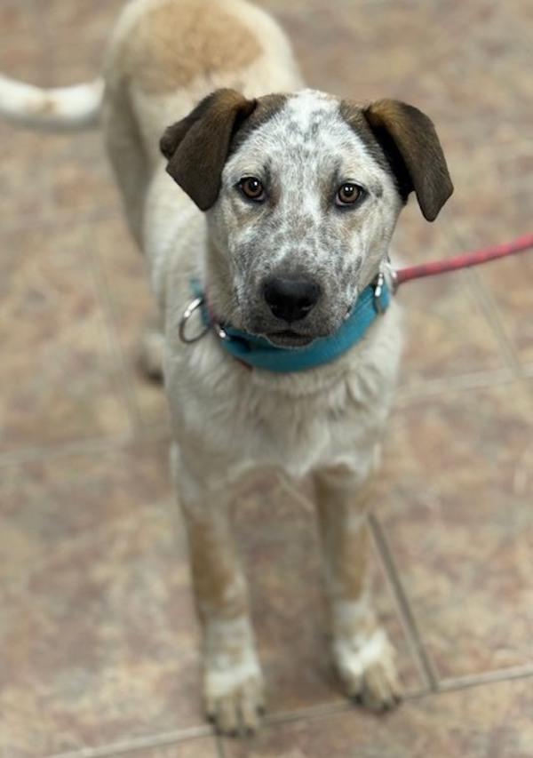 Peanut, Adoptable, Young Male Great Pyrenees & Australian Cattle Dog / Blue Heeler.