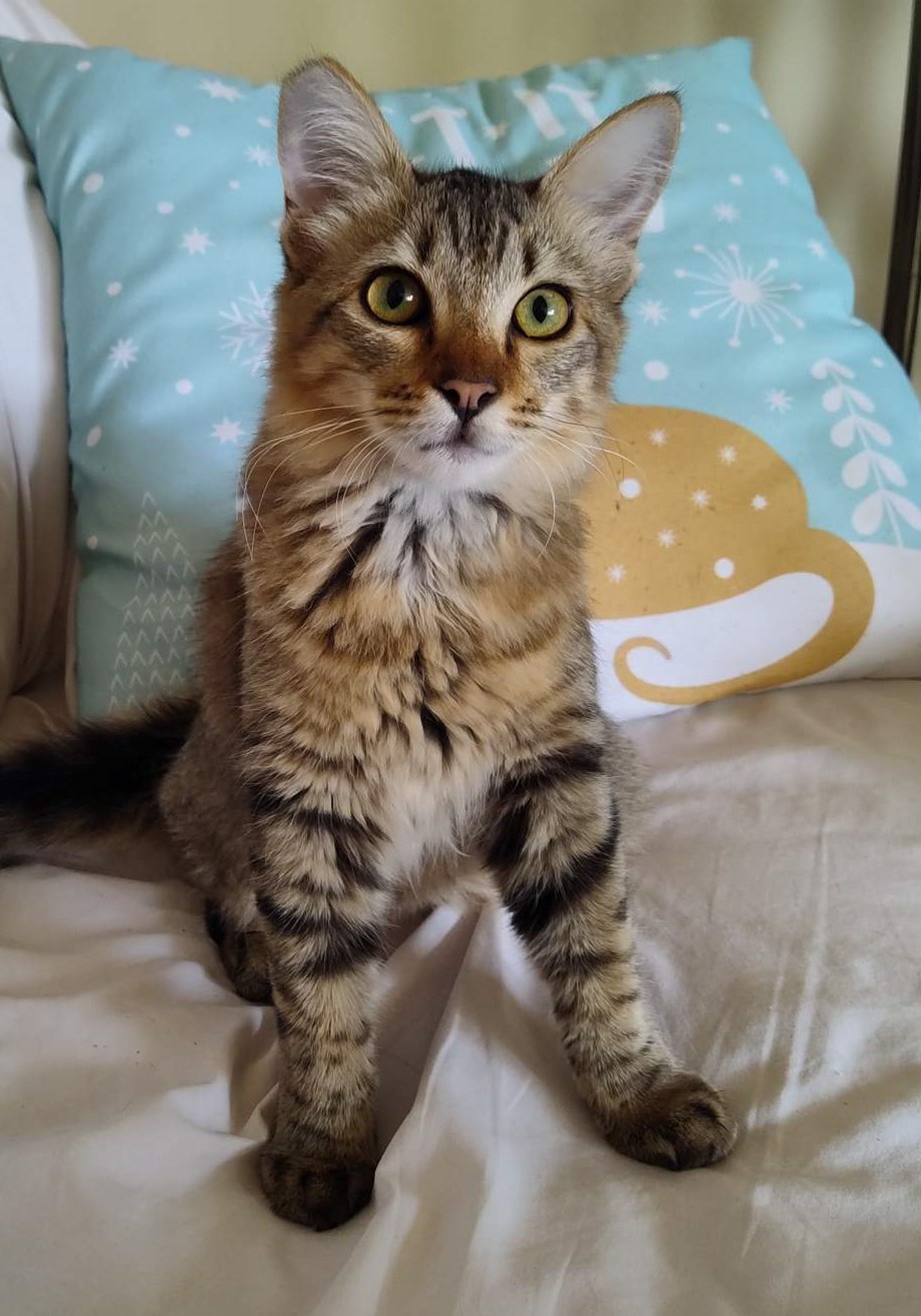 Enlarge Sierra, a Adopted Domestic Medium Hair in San Pedro, CA image 1/5