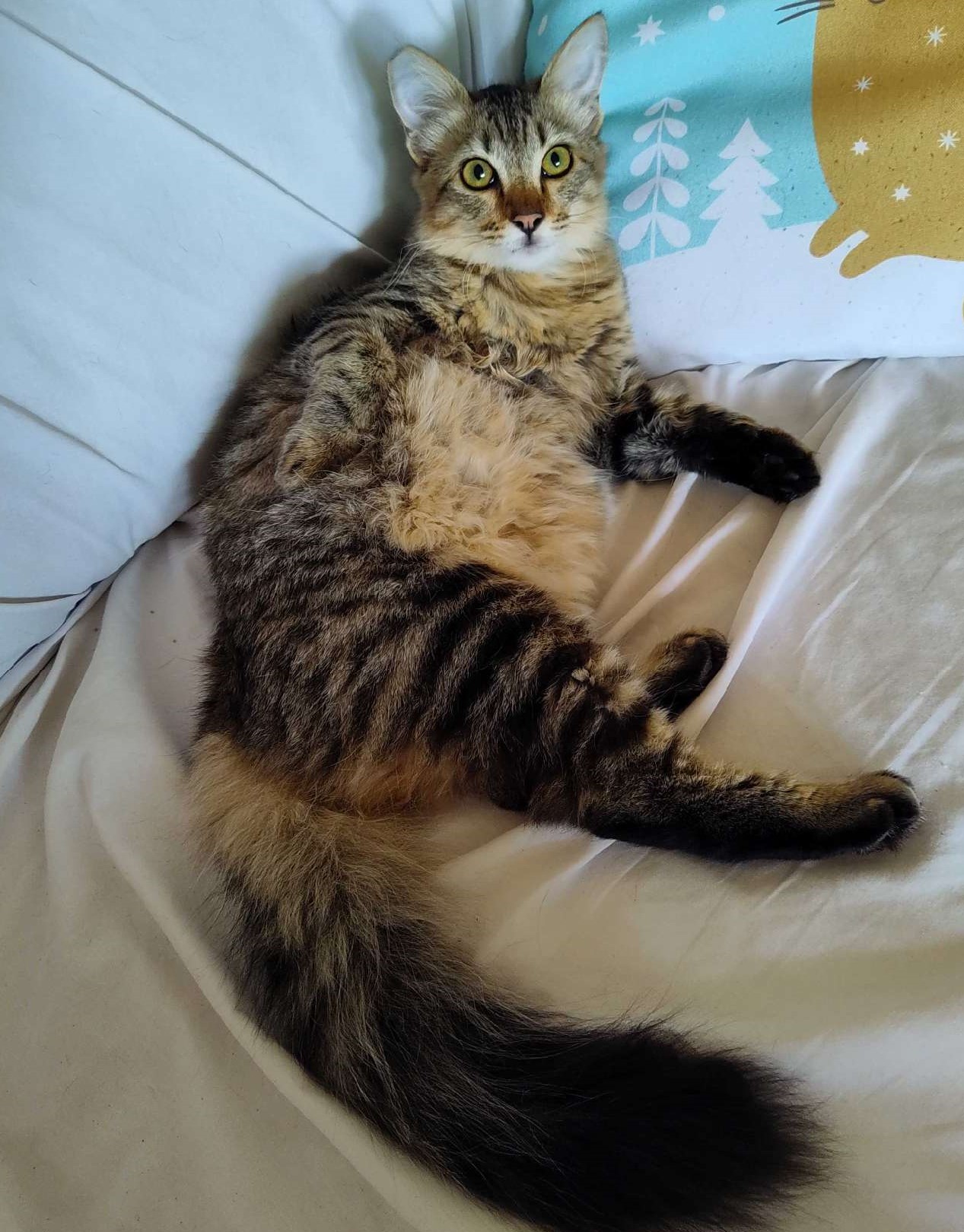 Enlarge Sierra, a Adopted Domestic Medium Hair in San Pedro, CA image 2/5