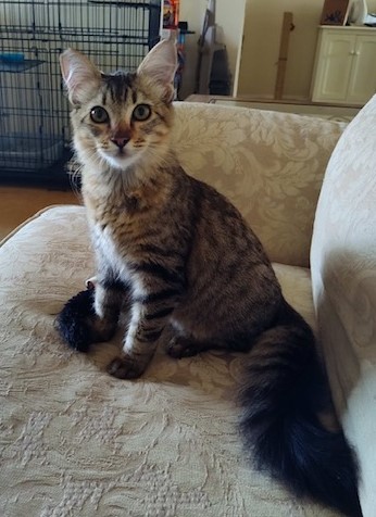 Enlarge Sierra, a Adopted Domestic Medium Hair in San Pedro, CA image 3/5