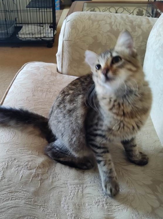 Enlarge Sierra, a Adopted Domestic Medium Hair in San Pedro, CA image 4/5