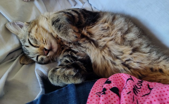 Enlarge Sierra, a Adopted Domestic Medium Hair in San Pedro, CA image 5/5