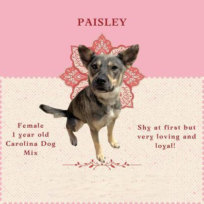 Paisley