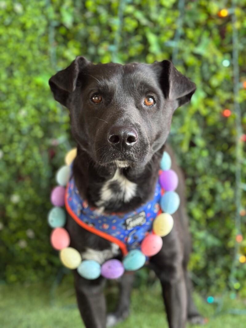 Kanye Westie, Adoptable, Young Male Black Labrador Retriever & Mixed Breed.