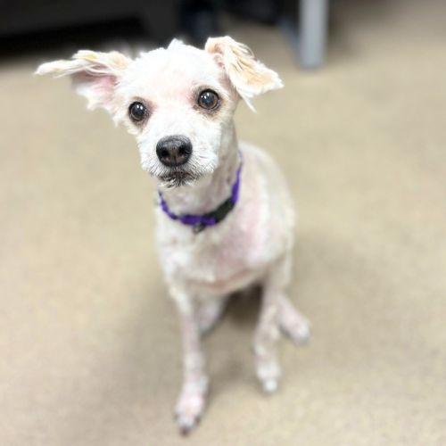 Enlarge MAGNOLIA, a Adoptable mixed breed in Aurora, CO image 1/1