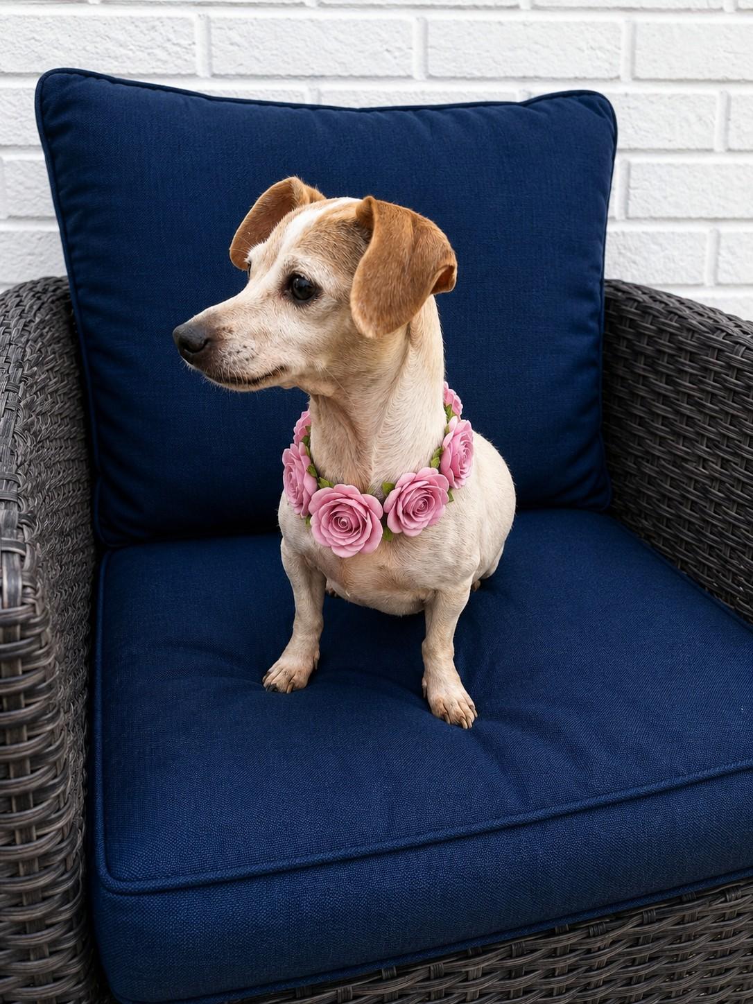 Mimi, a ADOPTABLE mixed breed in Poway, CA image 2/3