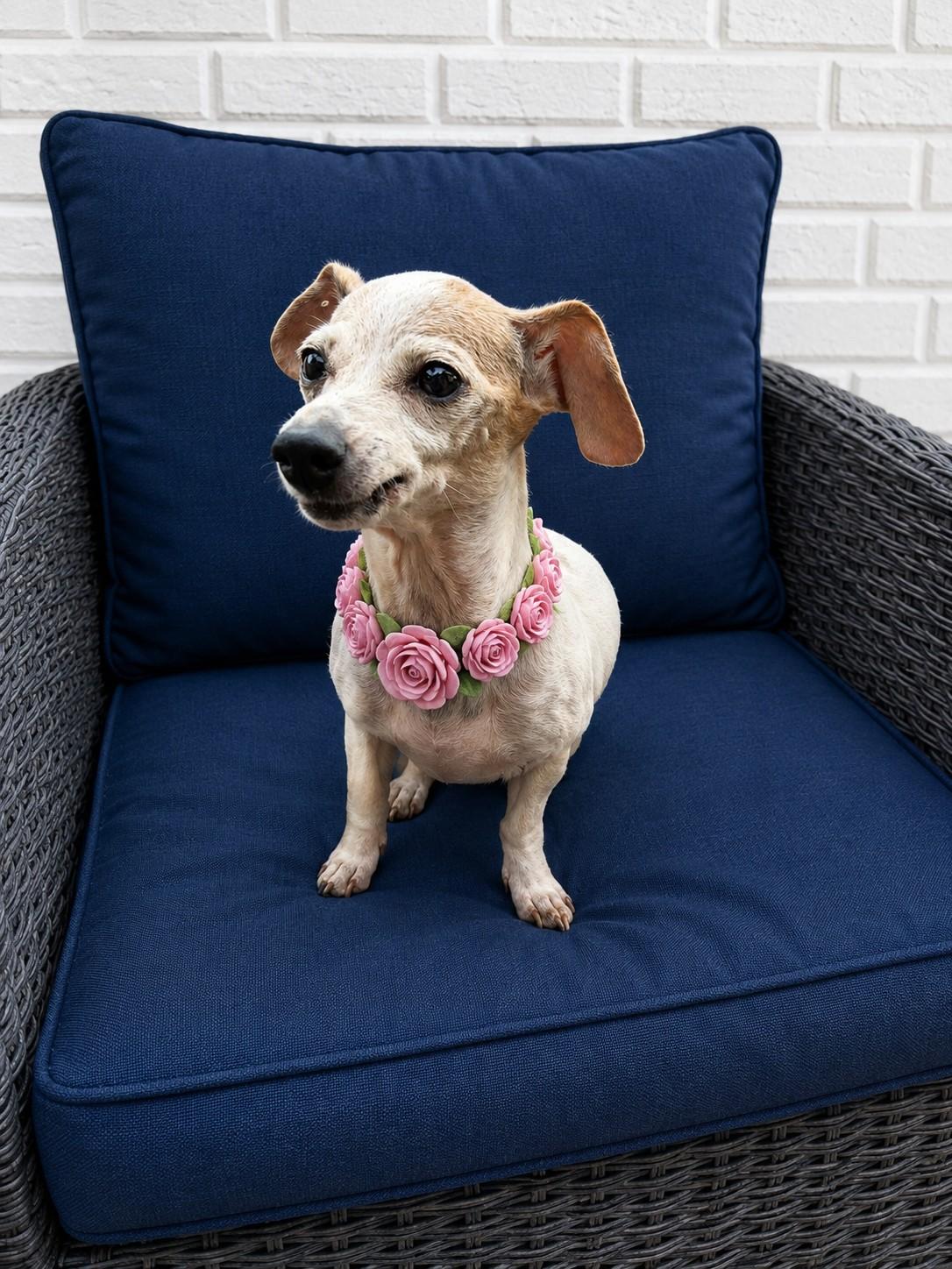 Mimi, a ADOPTABLE mixed breed in Poway, CA image 3/3