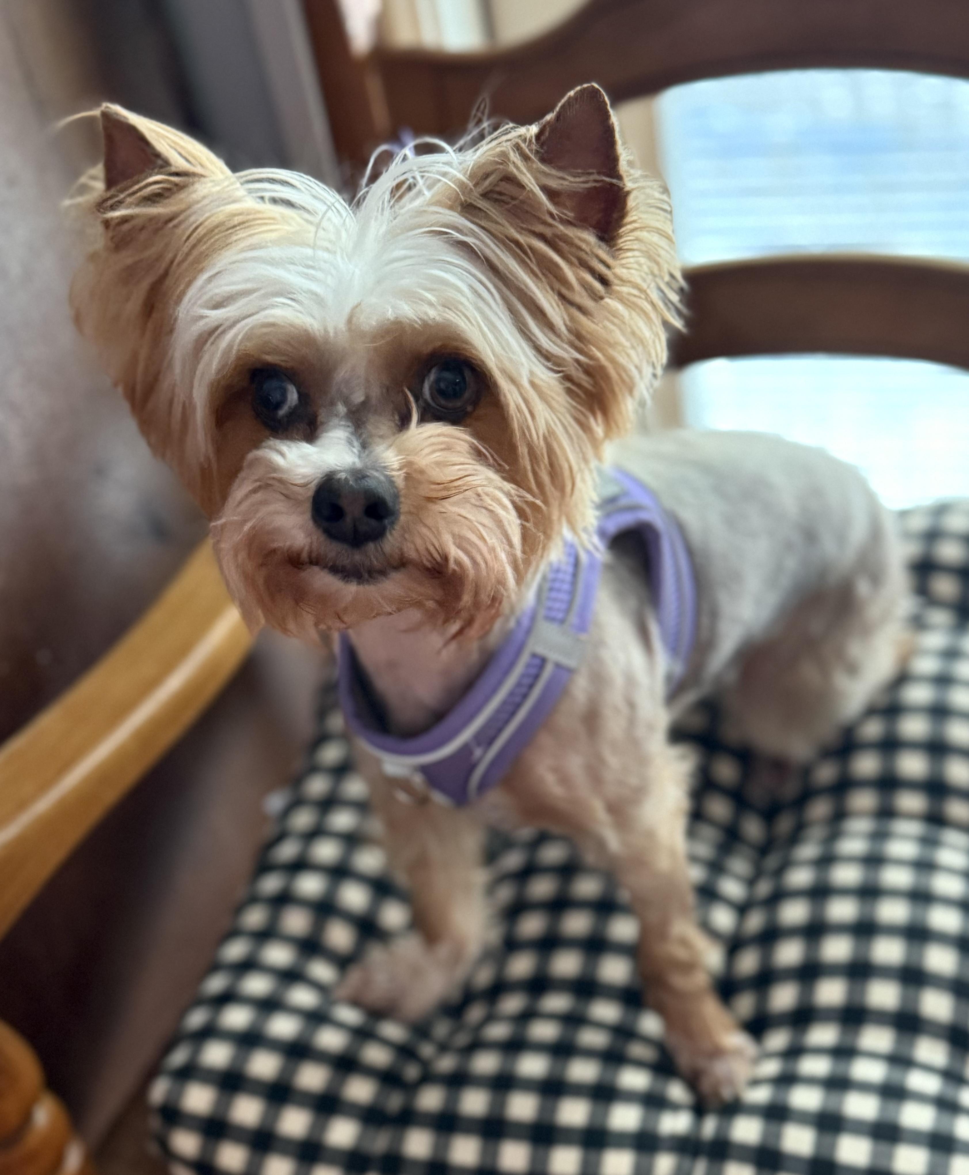 FLEUR: 5 years old, 7 lbs, Fostered in Whiting, NJ, a Adopted Yorkshire Terrier in Whiting, NJ image 3/3
