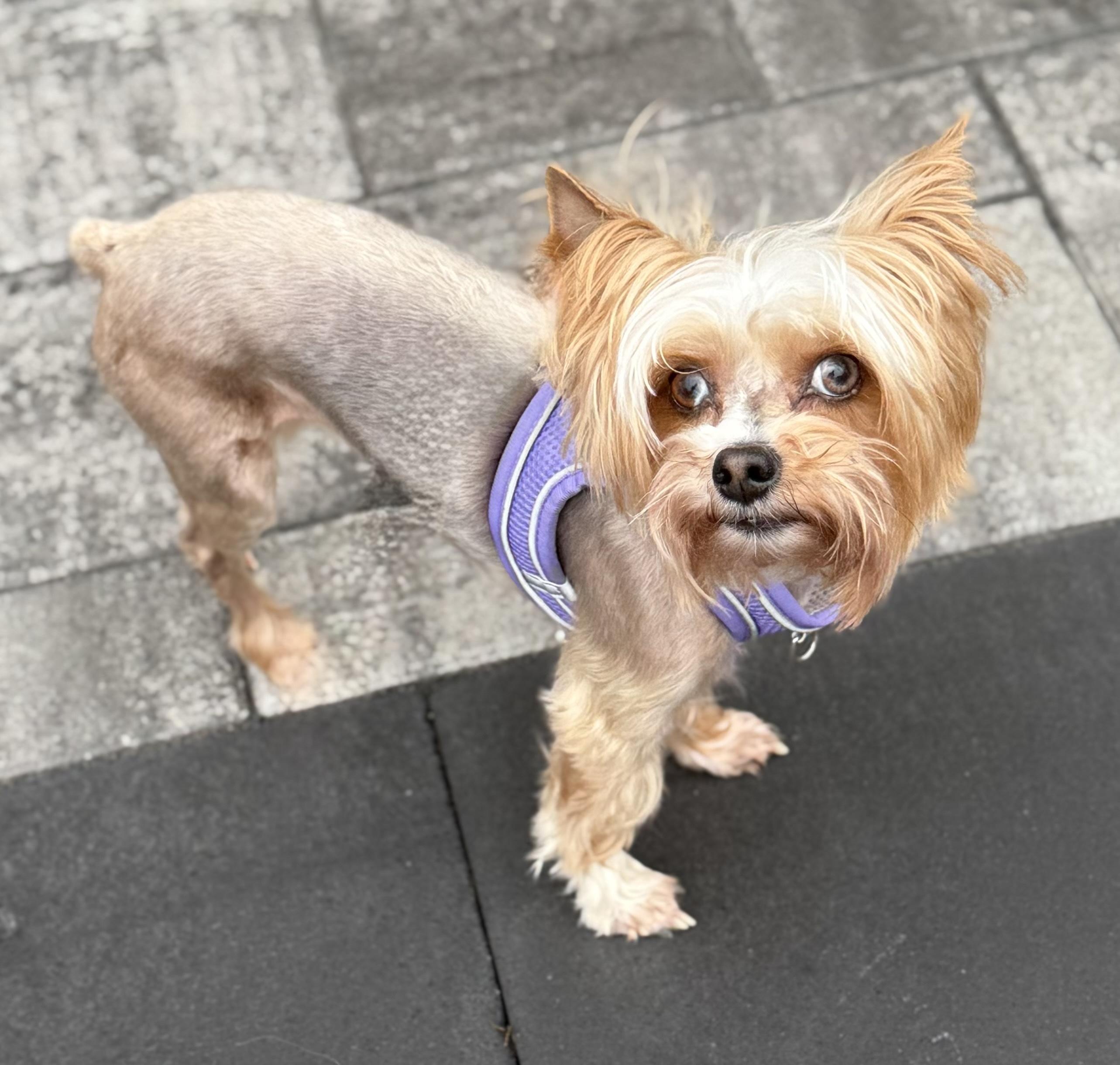 FLEUR: 5 years old, 7 lbs, Fostered in Whiting, NJ, a Adopted Yorkshire Terrier in Whiting, NJ image 2/3