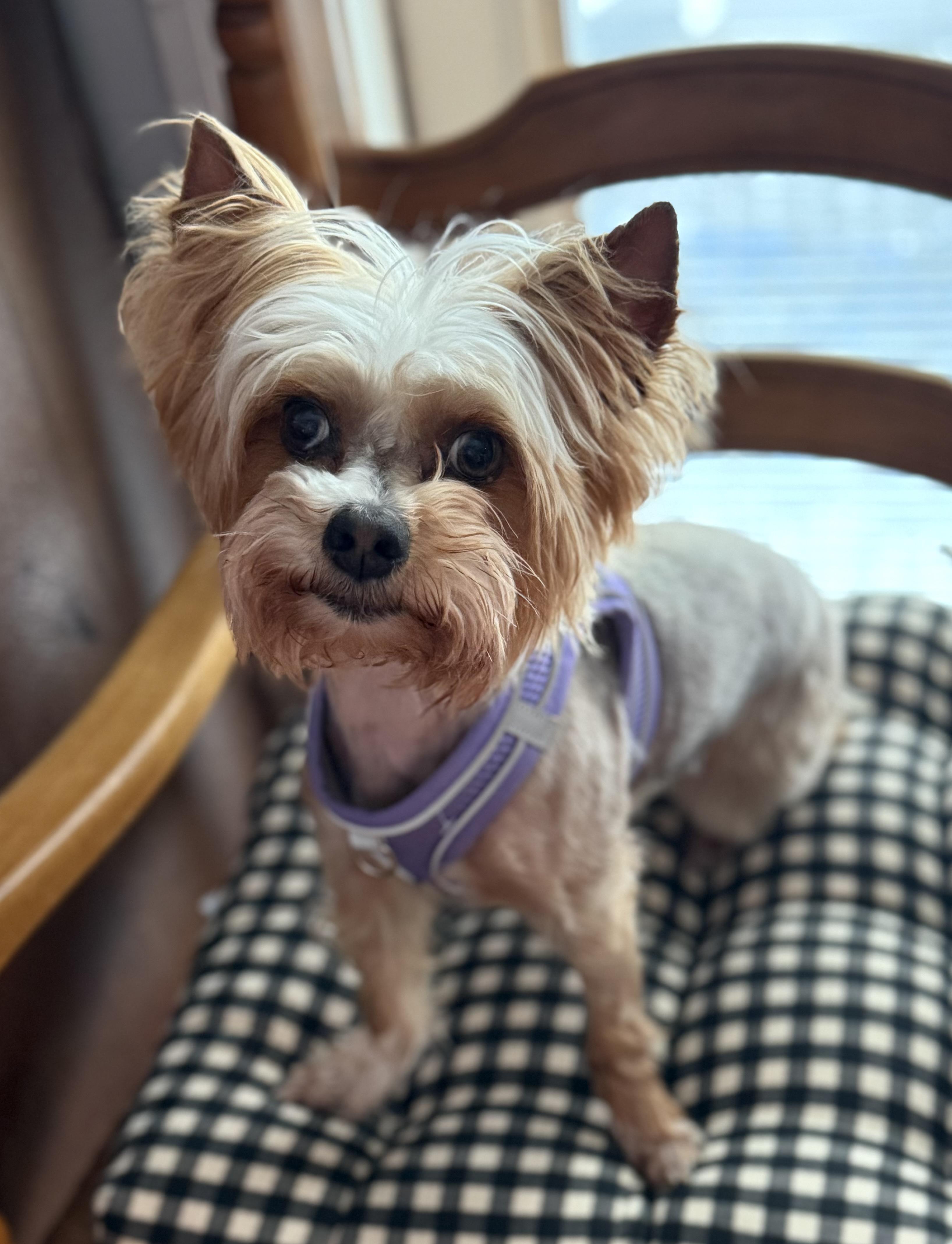 FLEUR: 5 years old, 7 lbs, Fostered in Whiting, NJ, Adopted, Adult Female Yorkshire Terrier.