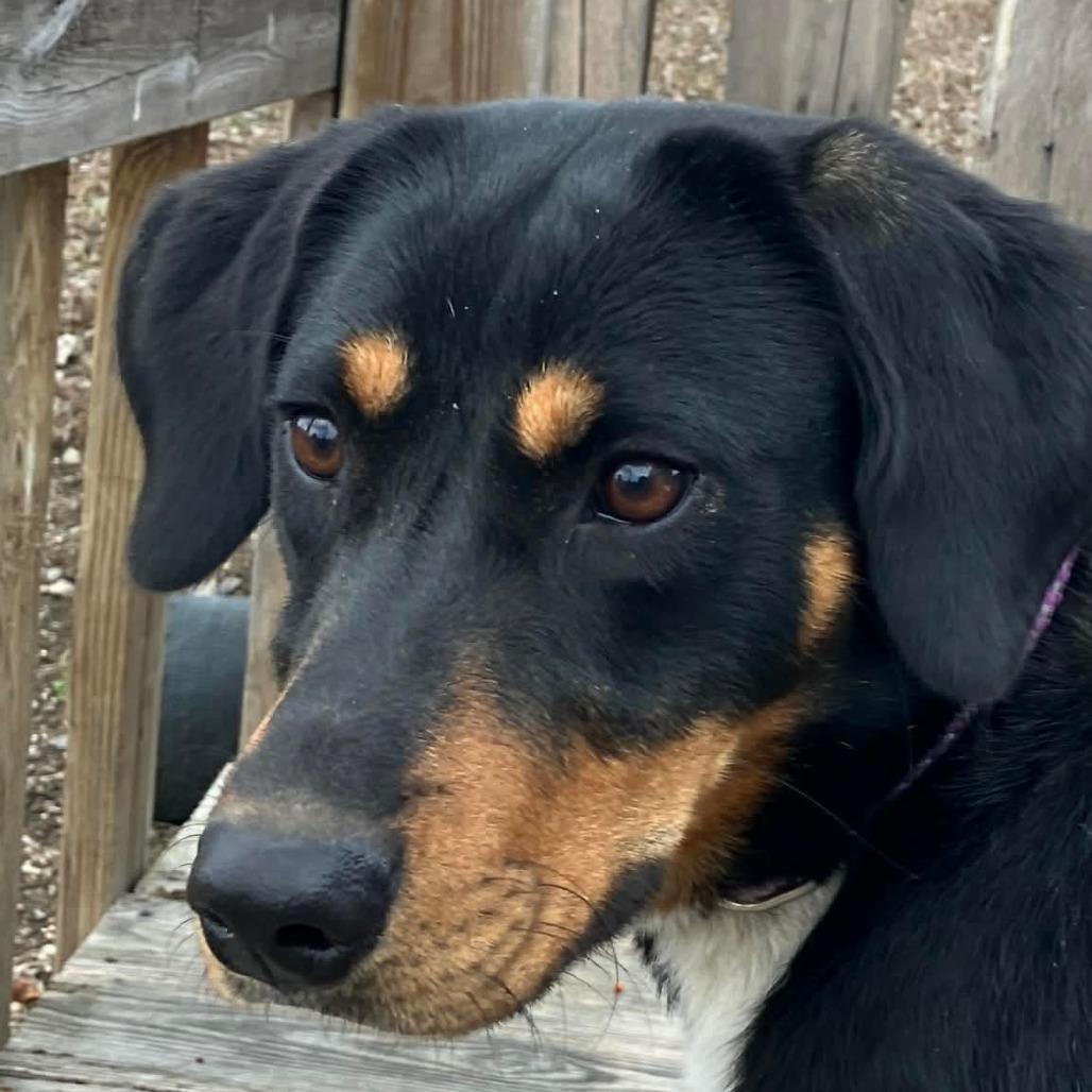 Belladonna, Adoptable, Young Female Coonhound & Mixed Breed.