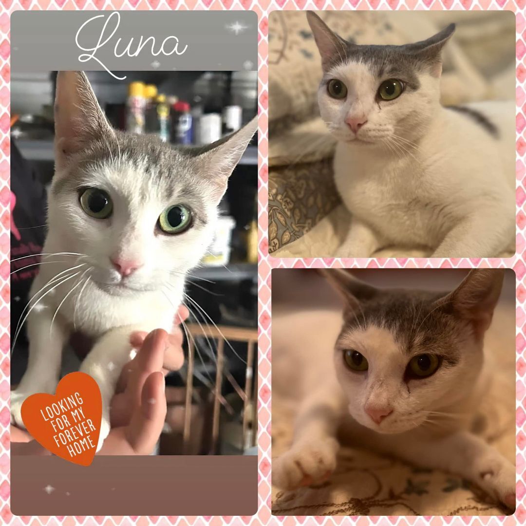 Luna, Adopted, Adult Female American Shorthair.