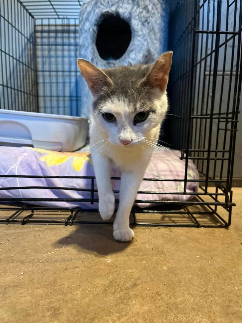 Enlarge Luna, a Adopted American Shorthair in scottsville, VA image 2/4