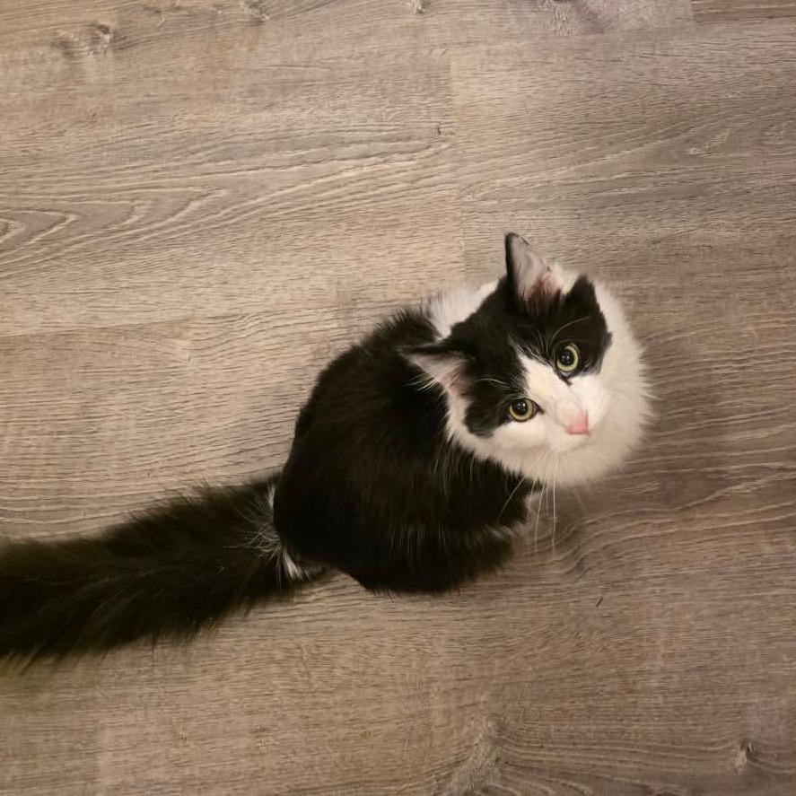 Swiffer, Adoptable, Young Male Domestic Long Hair.