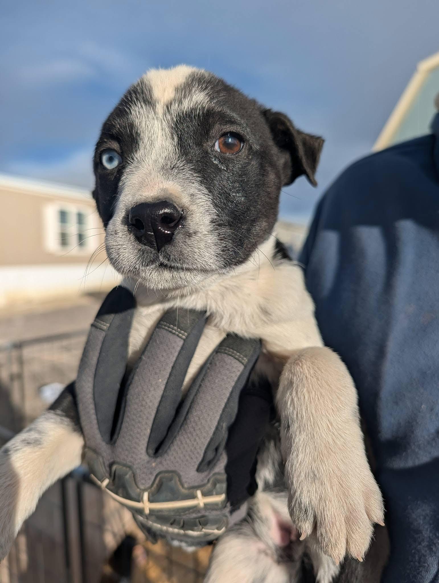 Enlarge Nutmeg, an adopted mixed breed in Pagosa Springs, CO image 1/1