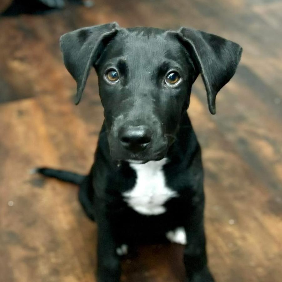 Perri, an adoptable Labrador Retriever Mix in Brewton, AL_image-1
