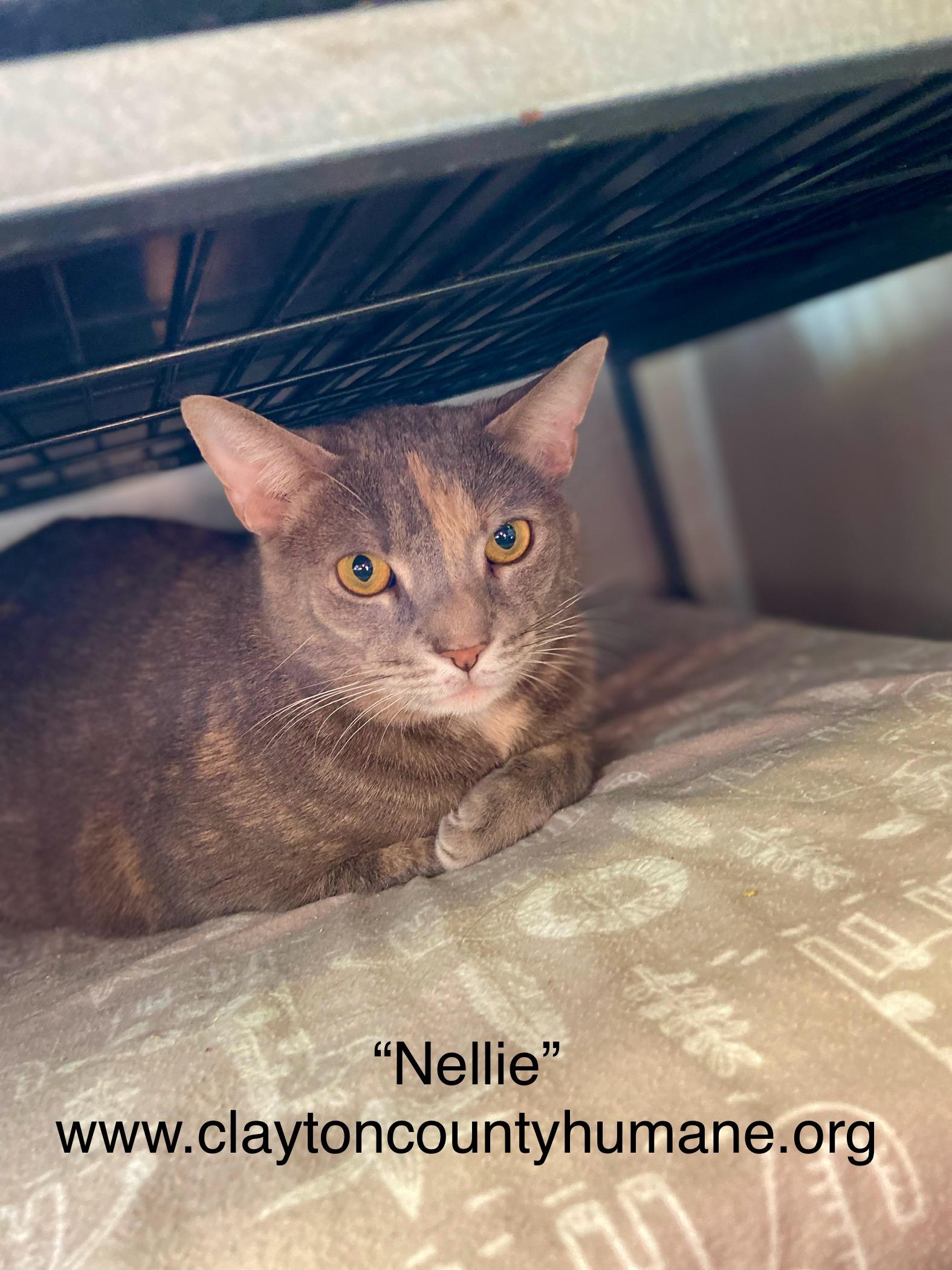 Nellie, Adoptable, Adult Female Calico.