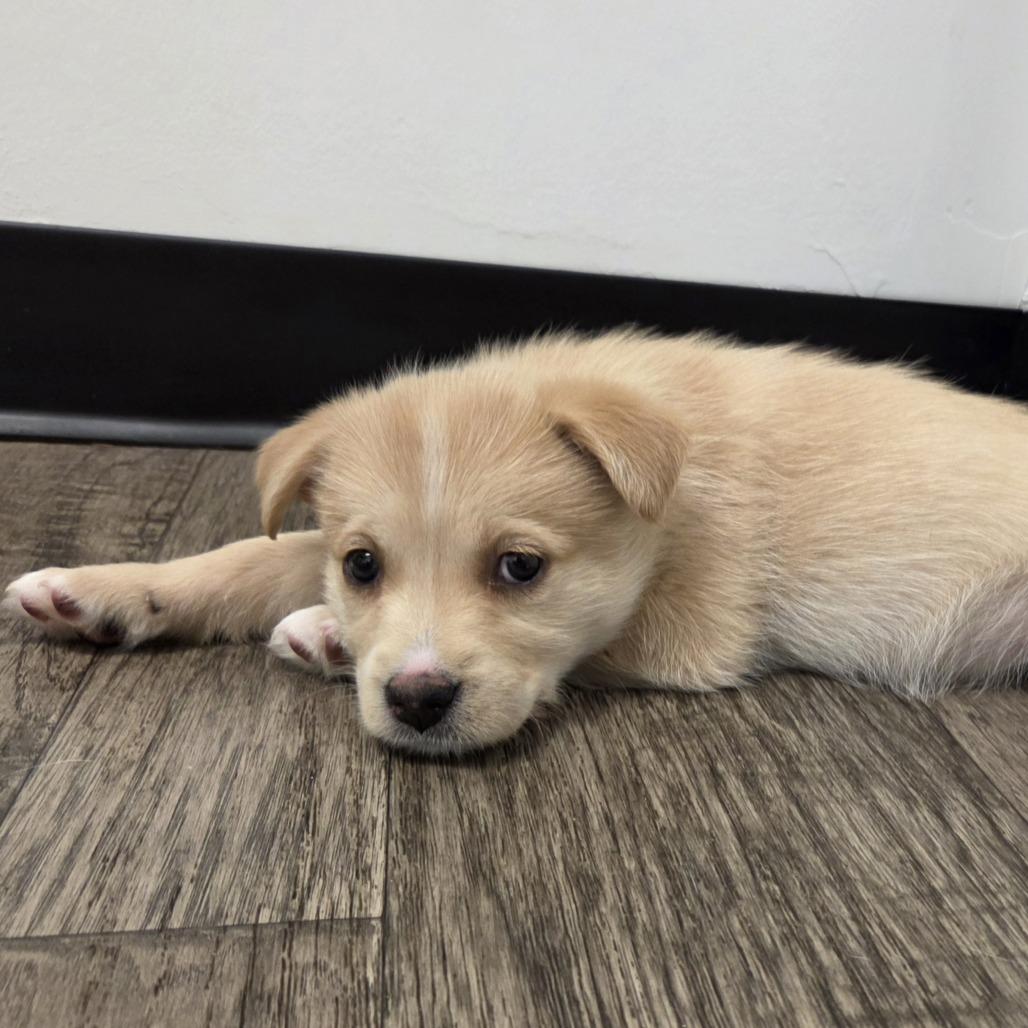 Jisoo, Adoptable, Puppy Female Terrier & Mixed Breed.