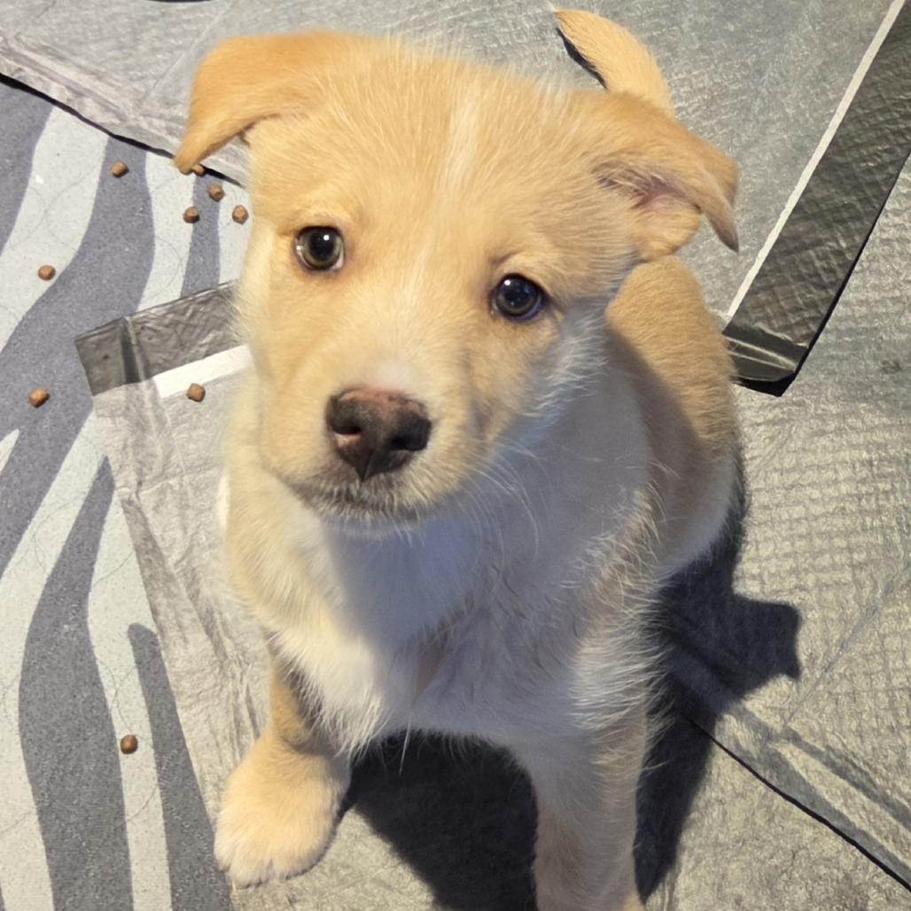 Jisoo, a Adoptable mixed breed in Redmond, WA image 2/3
