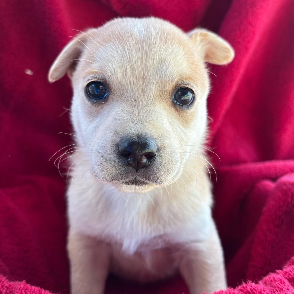 Jisoo, a Adoptable mixed breed in Redmond, WA image 3/3