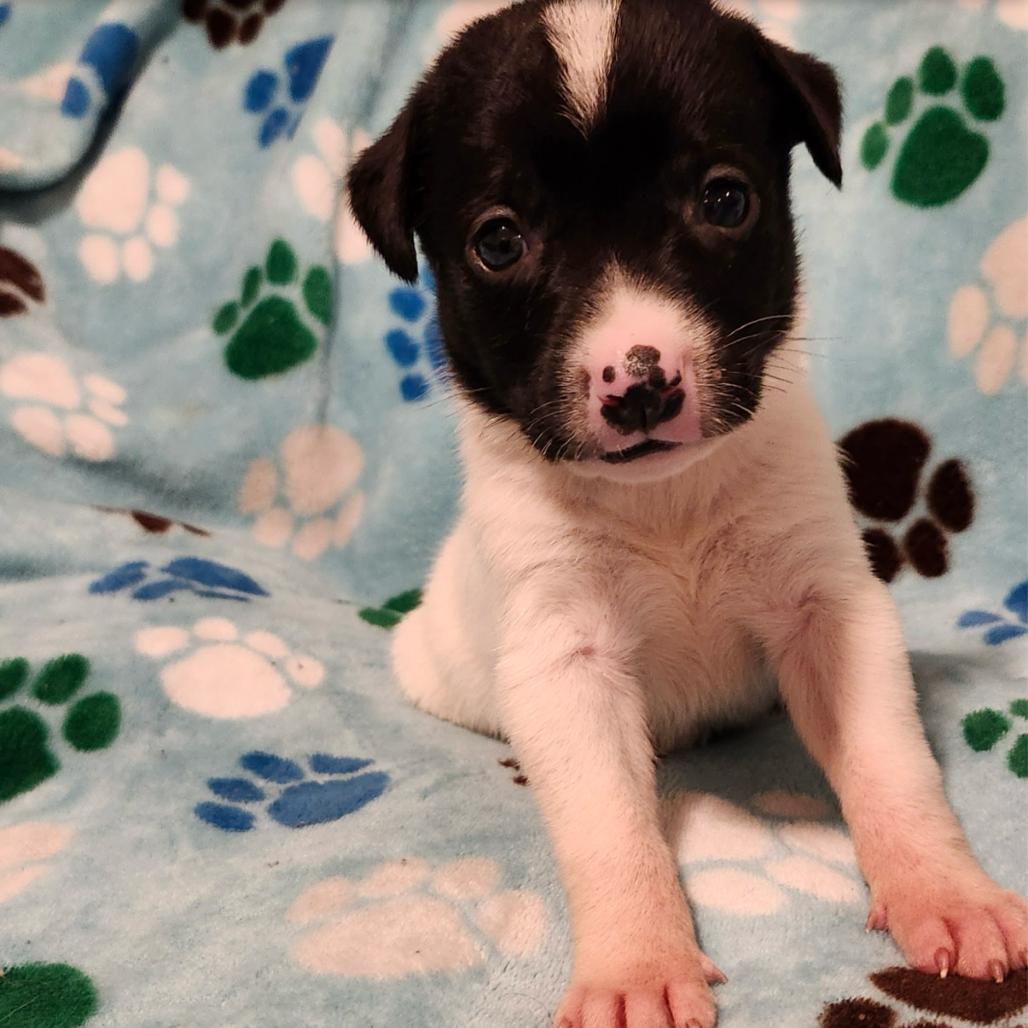 Boone, a Adoptable Mixed Breed in Buffalo, MN image 1/5