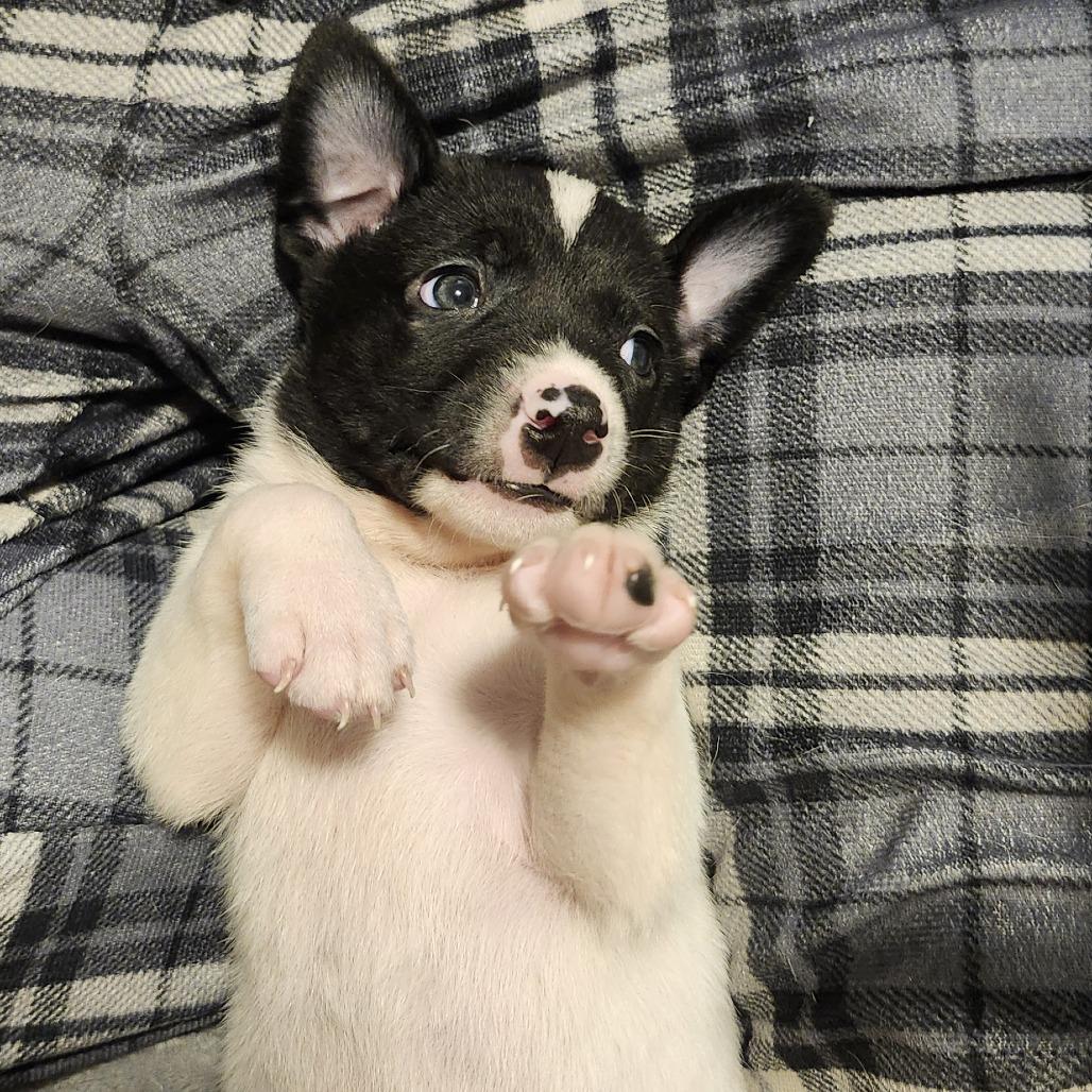 Boone, a Adoptable Mixed Breed in Buffalo, MN image 2/5