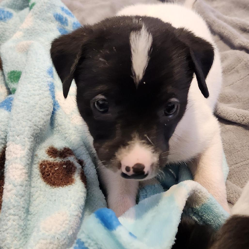 Boone, a Adoptable Mixed Breed in Buffalo, MN image 3/5