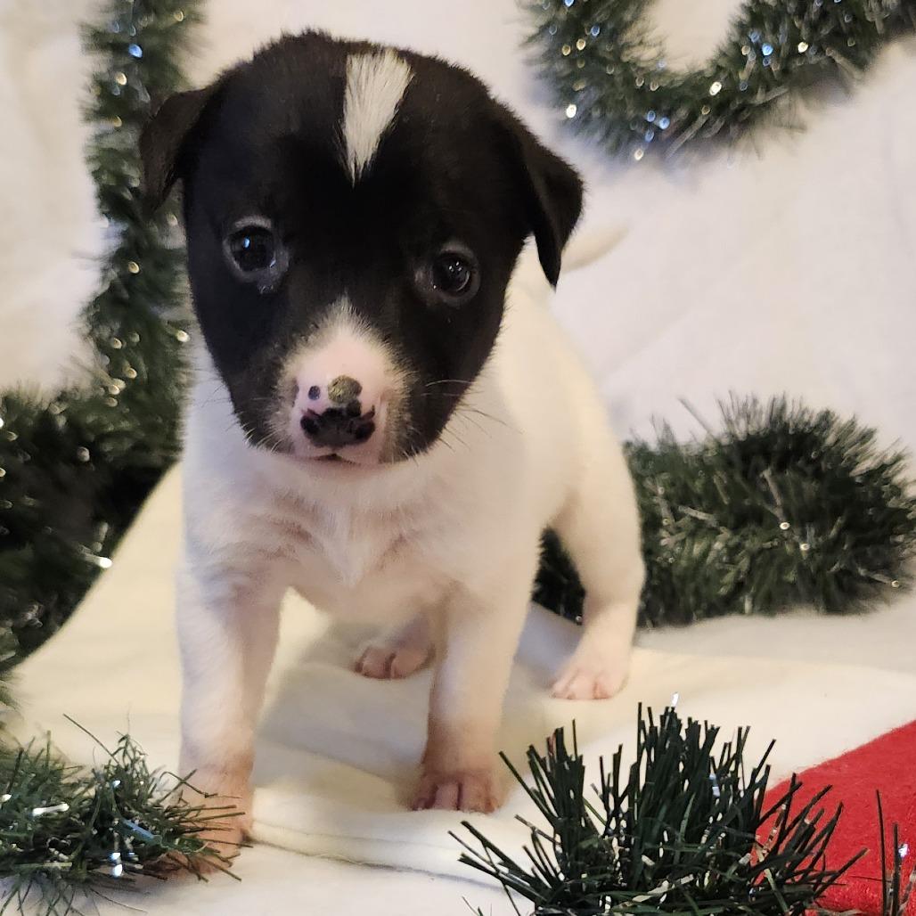 Boone, a Adoptable Mixed Breed in Buffalo, MN image 4/5