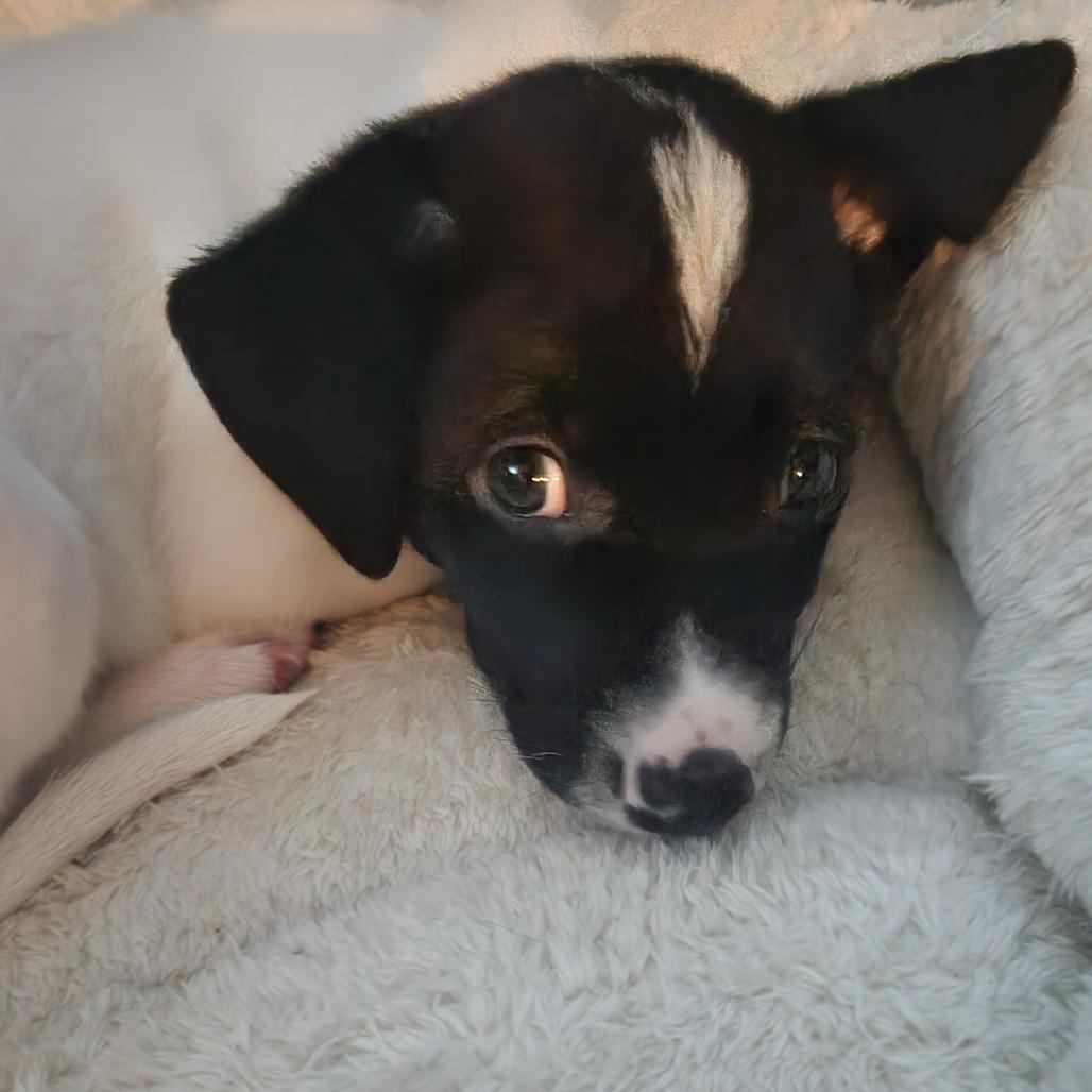 Enlarge Boone, a Adoptable Mixed Breed in Buffalo, MN image 1/3