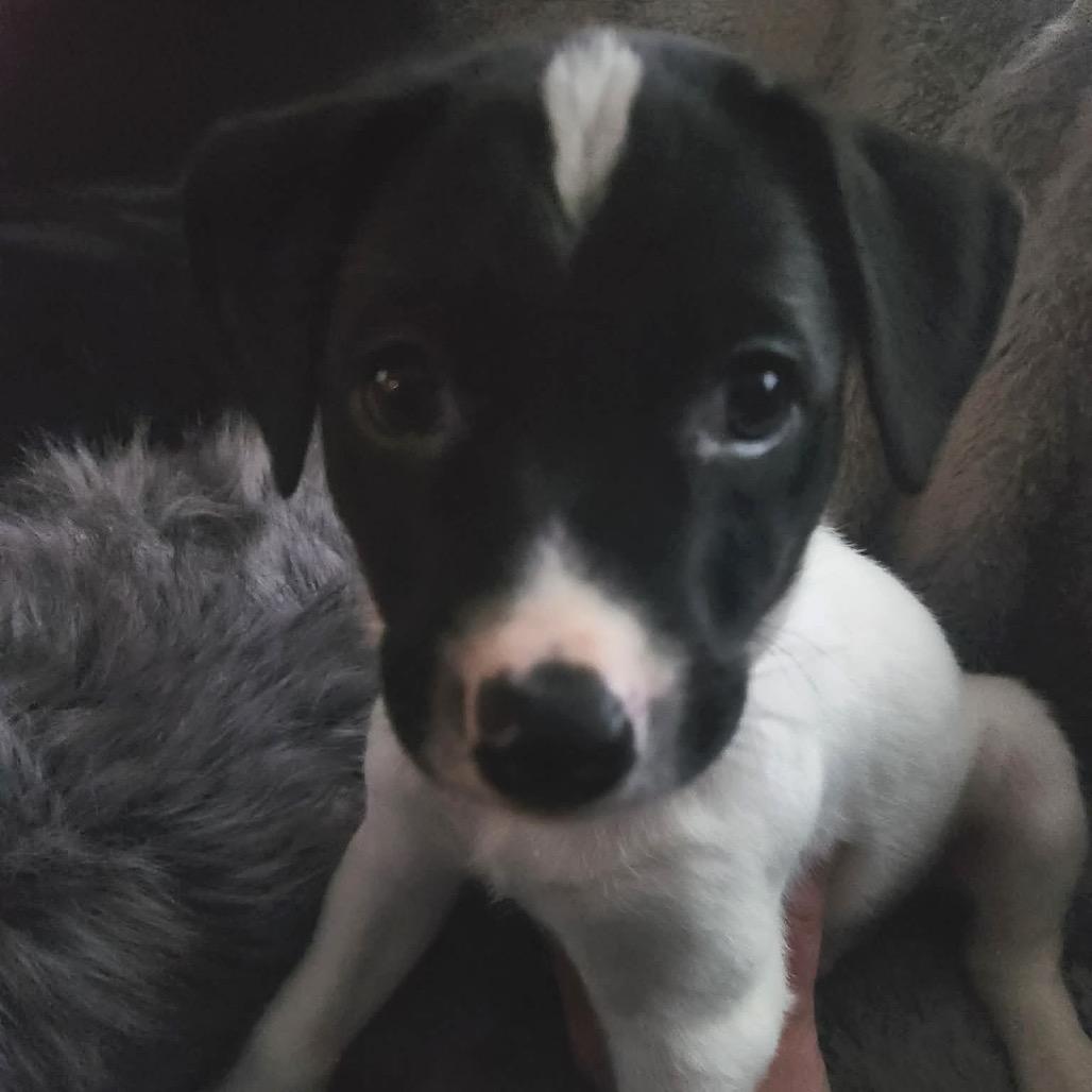 Enlarge Boone, a Adoptable Mixed Breed in Buffalo, MN image 2/3