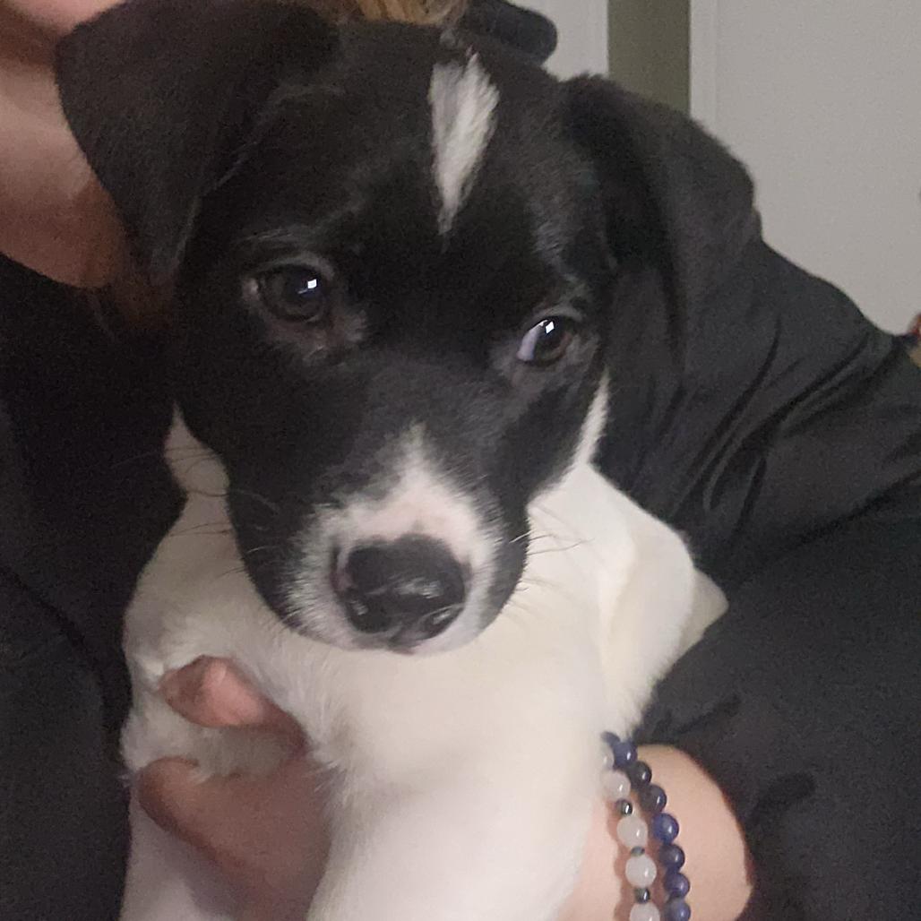 Enlarge Boone, a Adoptable Mixed Breed in Buffalo, MN image 3/3