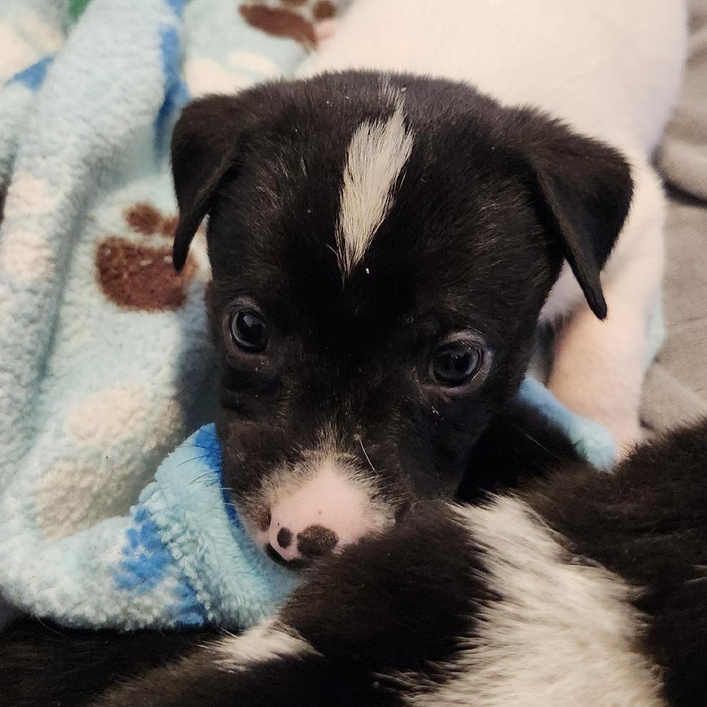 Boone, a Adoptable Mixed Breed in Buffalo, MN image 5/5