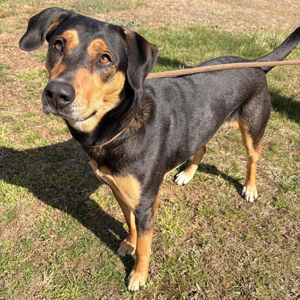 Eleanor, a Adoptable mixed breed in Franklin, NC image 1/5