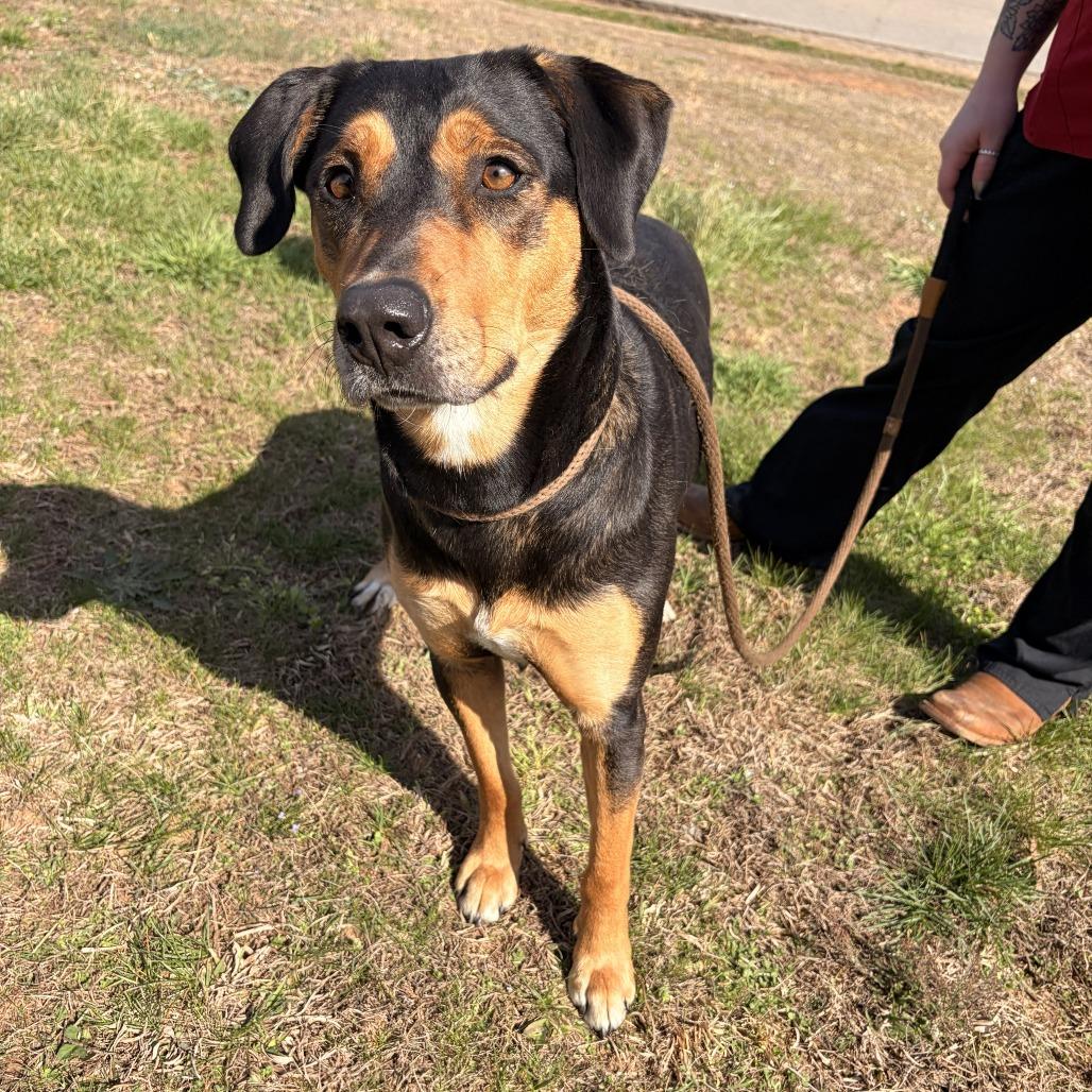 Eleanor, a Adoptable mixed breed in Franklin, NC image 3/5