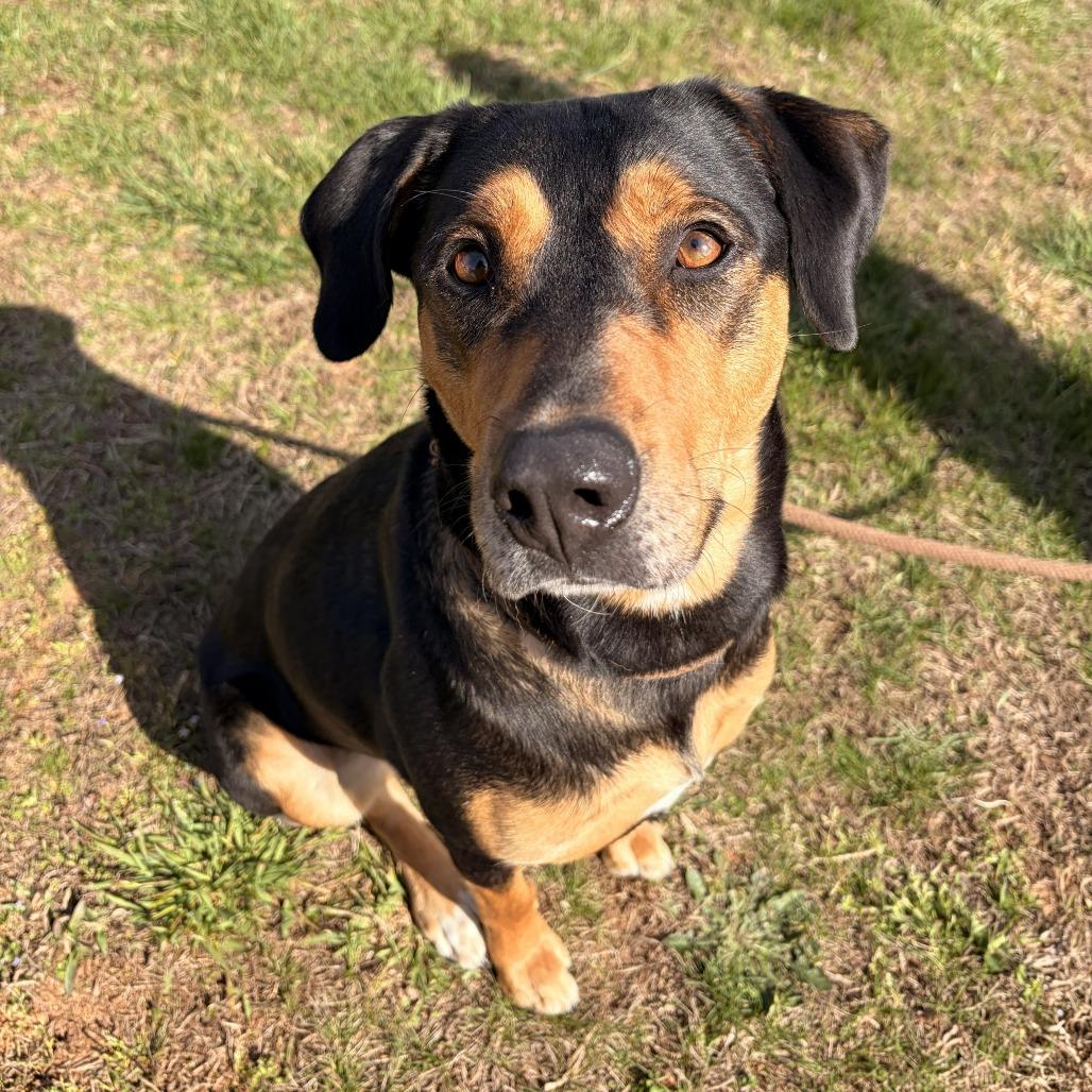 Eleanor, a Adoptable mixed breed in Franklin, NC image 4/5