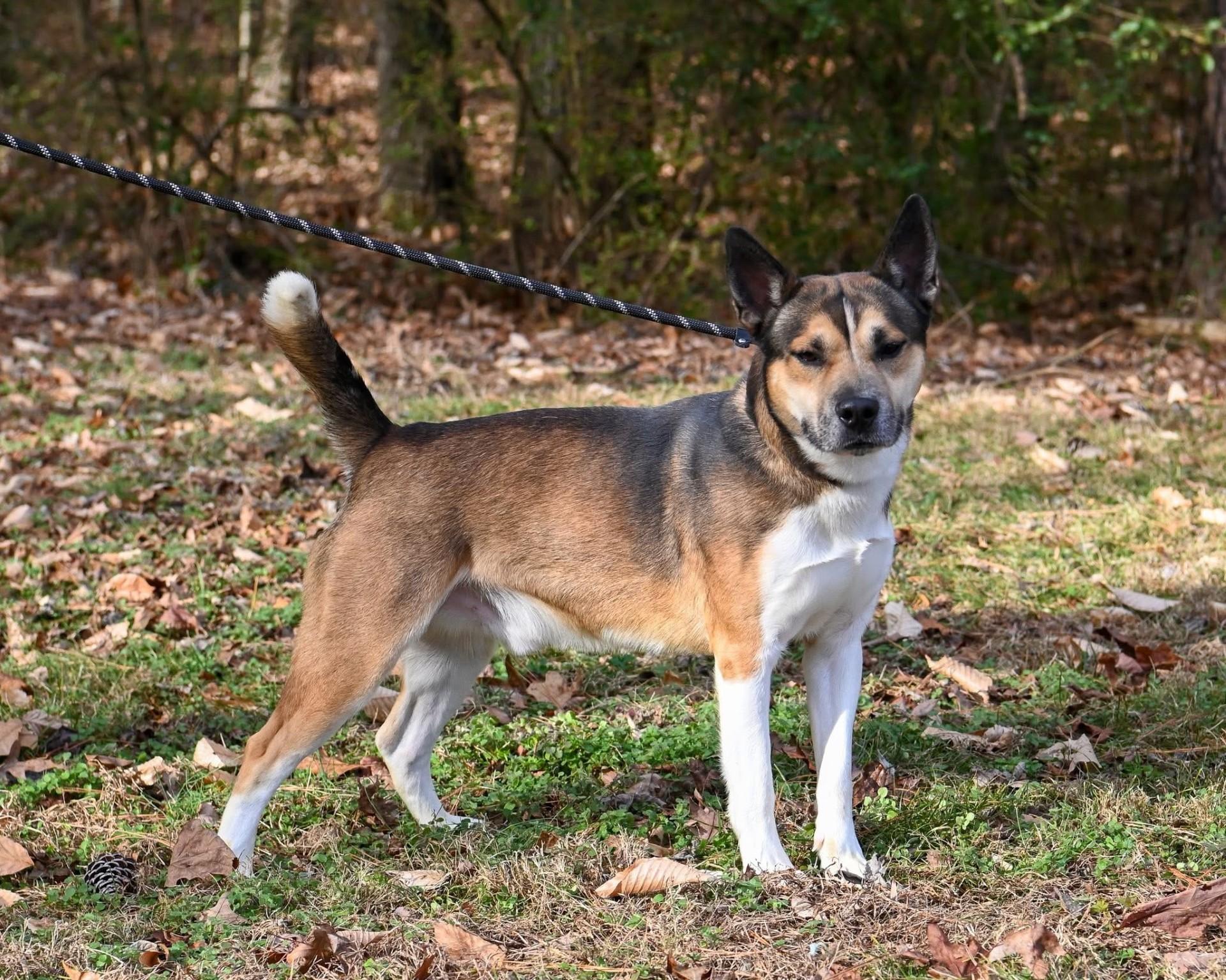 Enlarge Trevor, a ADOPTABLE mixed breed in Ashland, VA image 2/2