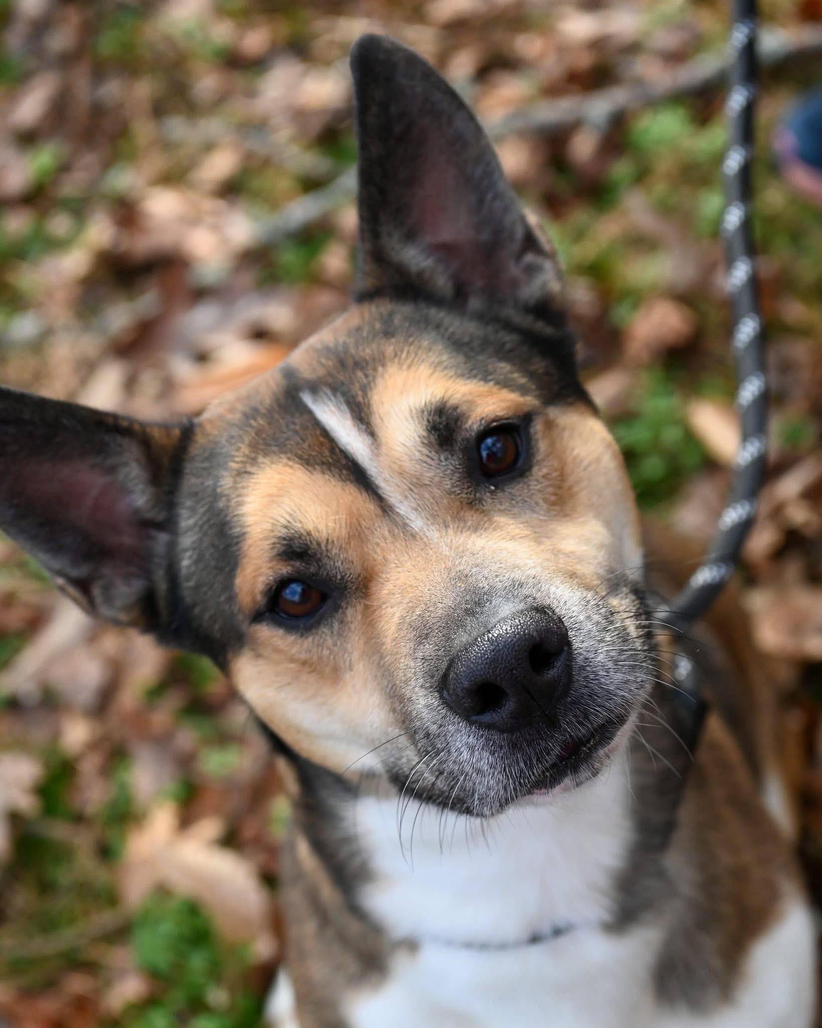 Enlarge Trevor, a ADOPTABLE mixed breed in Ashland, VA image 1/2