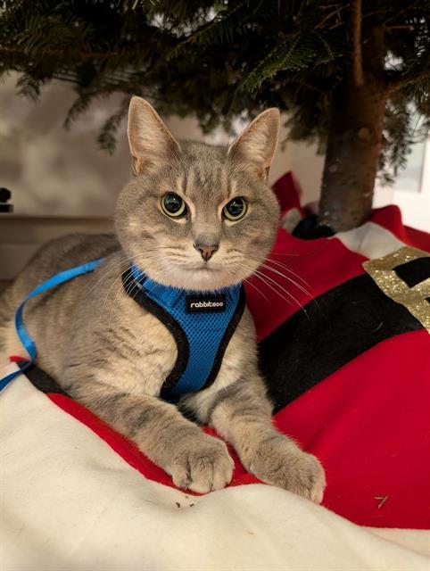 Enlarge HUSKY, a Adoptable Domestic Short Hair in Kent, WA image 1/1