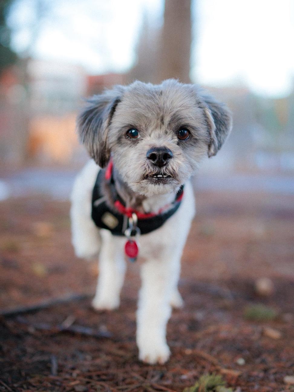Enlarge Paco, an adopted mixed breed in Vaudreuil-Dorion, QC image 6/6