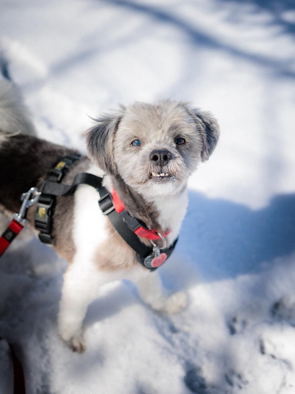Enlarge Paco, an adopted mixed breed in Vaudreuil-Dorion, QC image 3/6